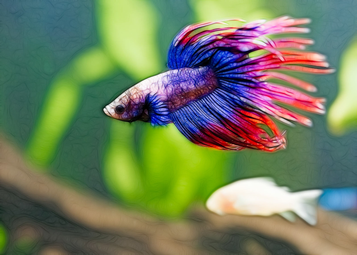 Fractalized Betta