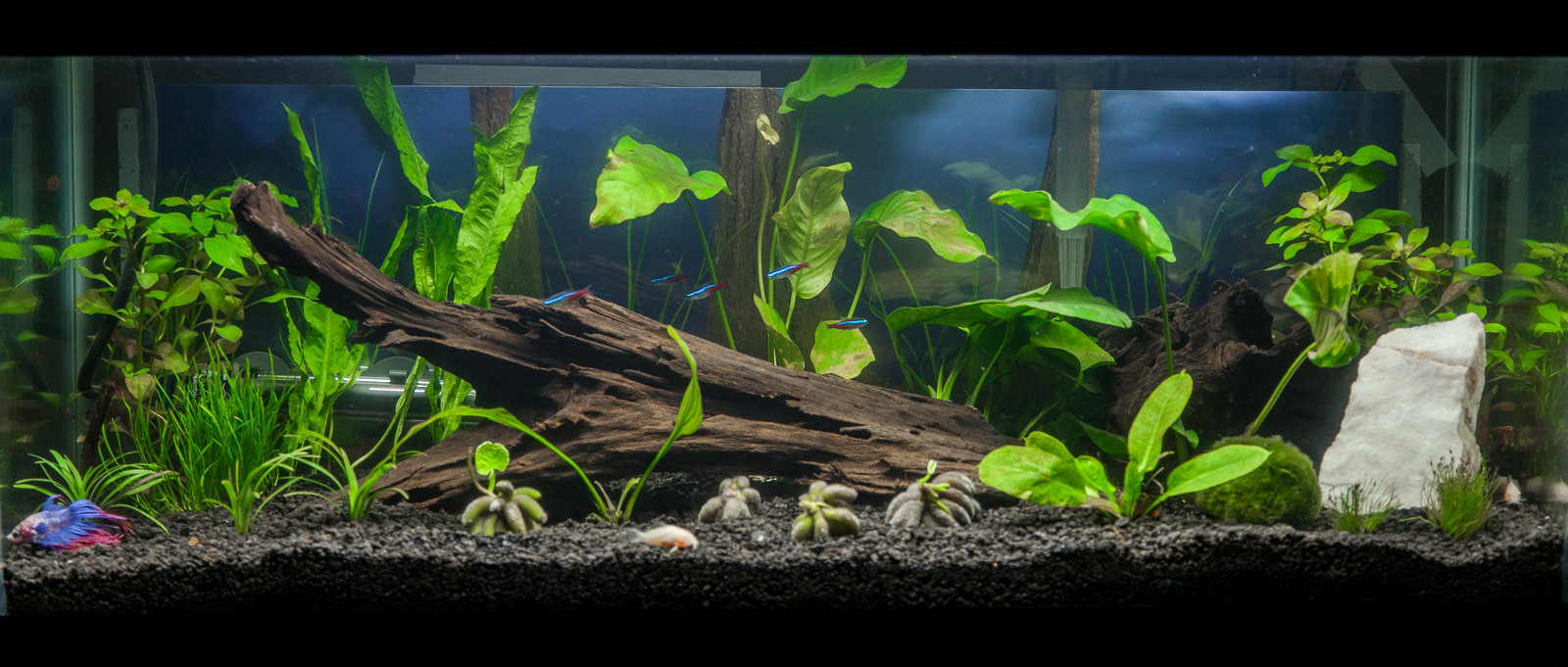 20 gallon planted tank with new driftwood