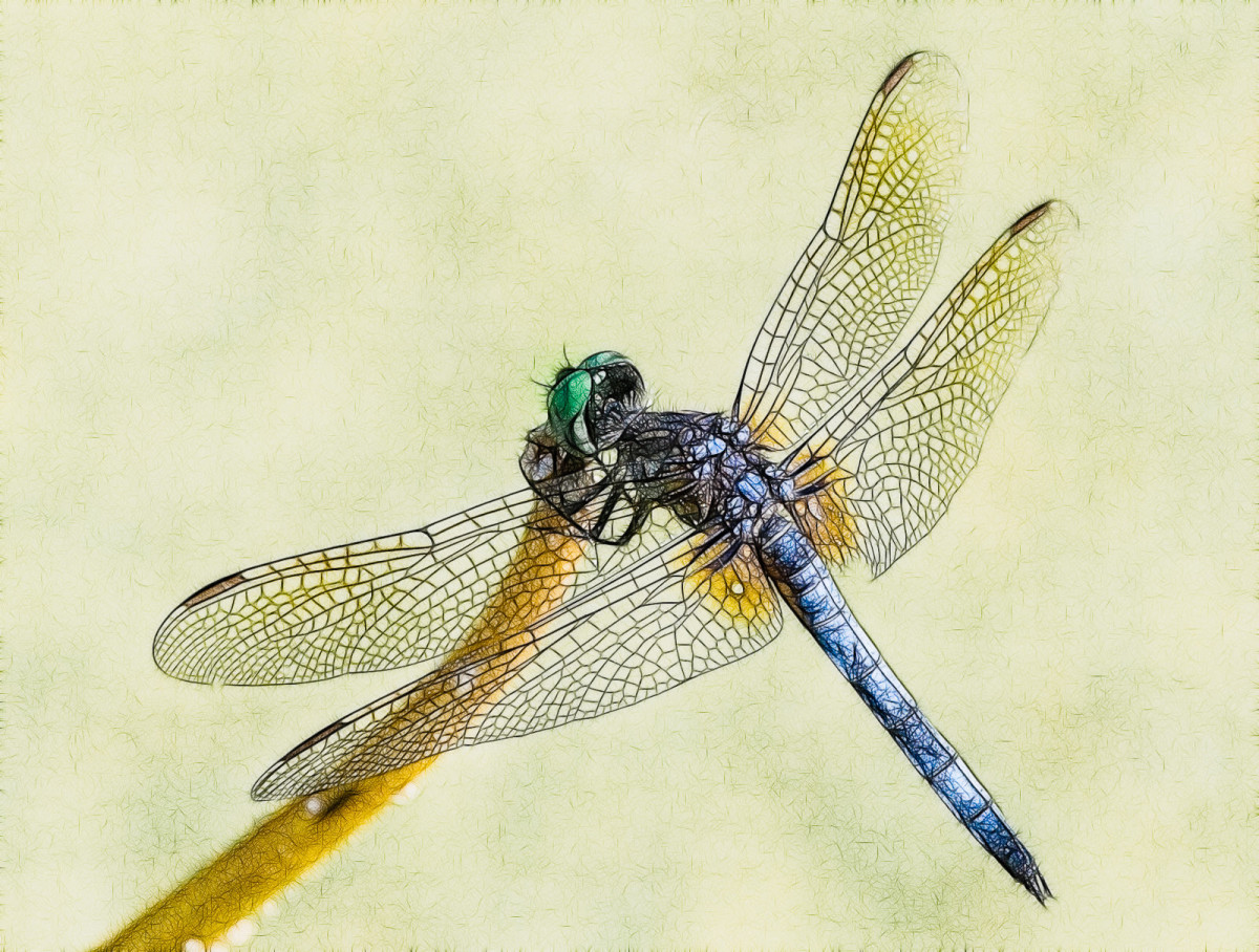 2014 Favorites: Damsel Fly