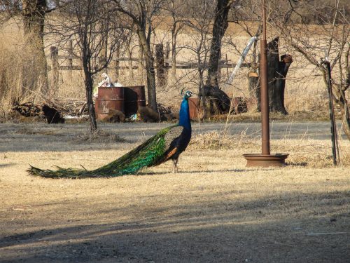 Rose Hill Peacock