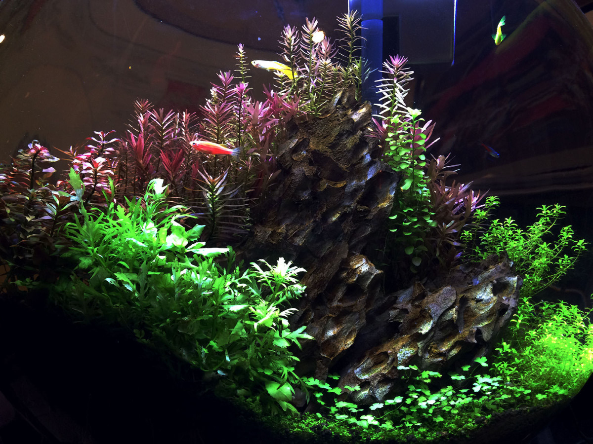 Planted Tank at Chef Chu's