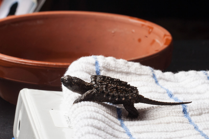 Baby snapping turtle