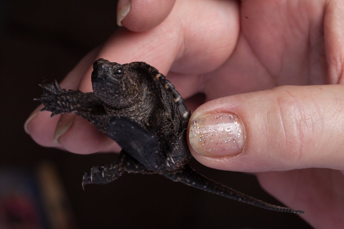 Baby alligator snapping turtle