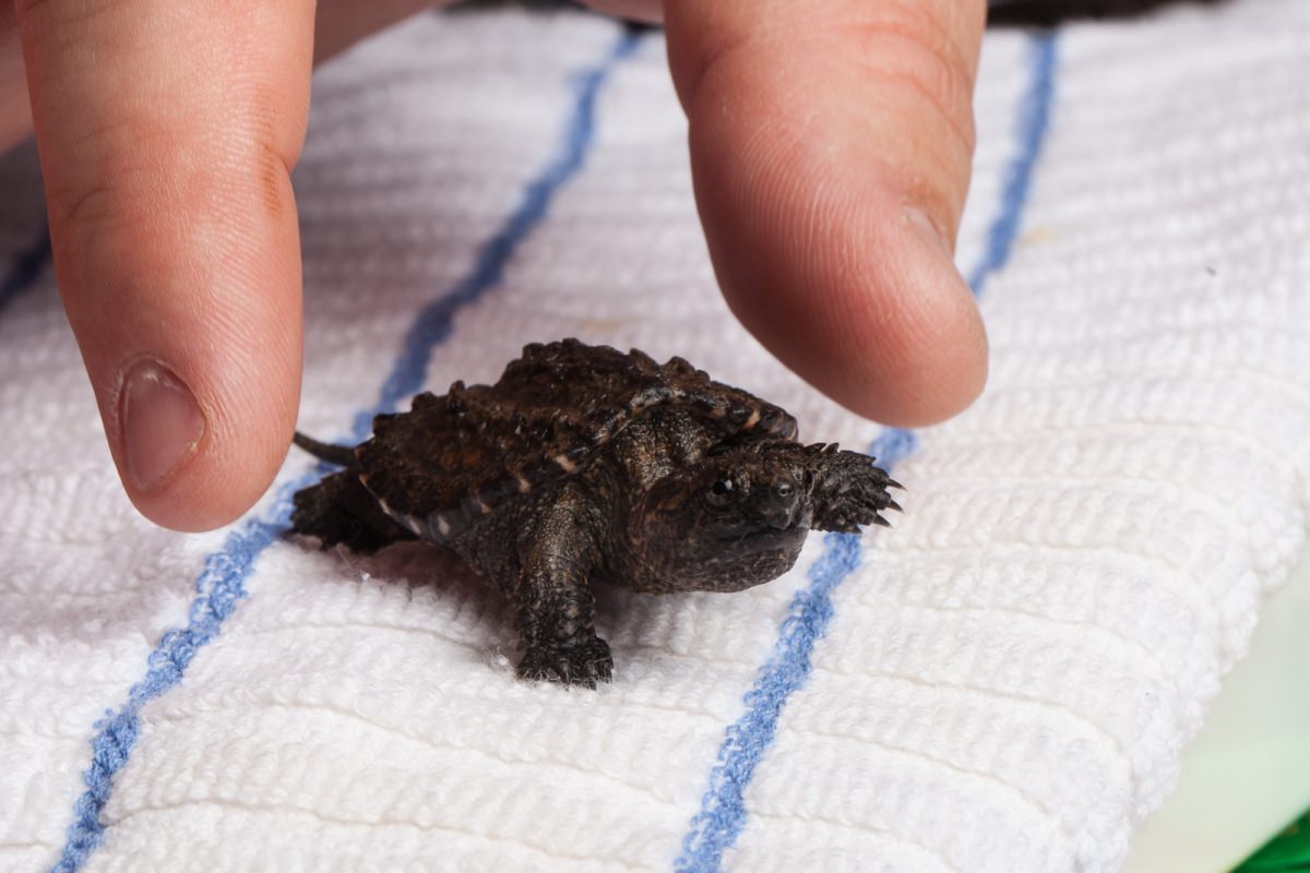 Baby alligator snapping turtle