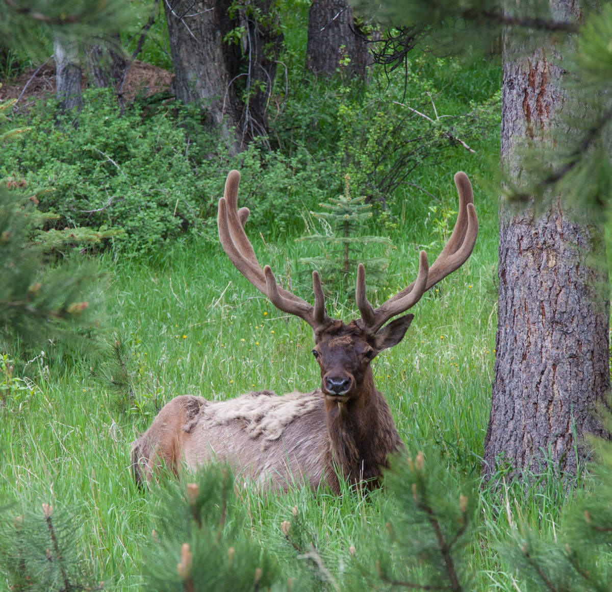 Estes Park Trip June 2015