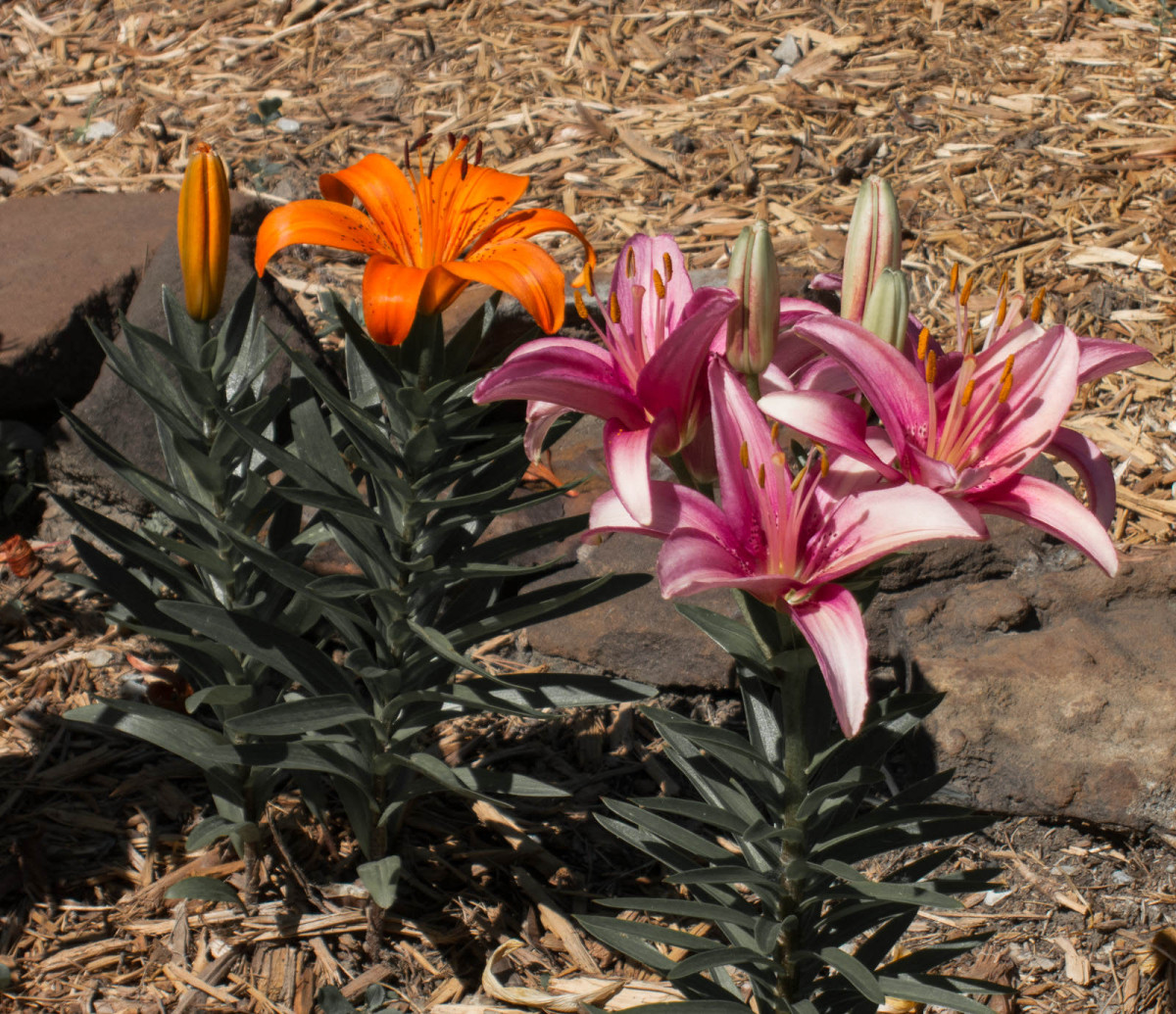 Lindsborg Spring Flowers