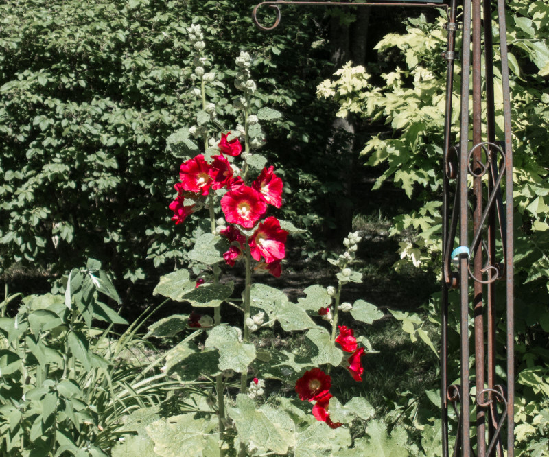 Lindsborg Spring Flowers