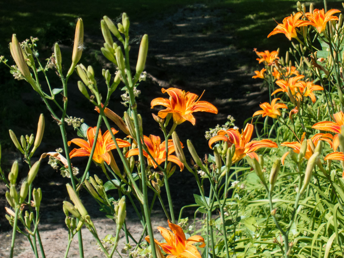 Lindsborg Spring Flowers