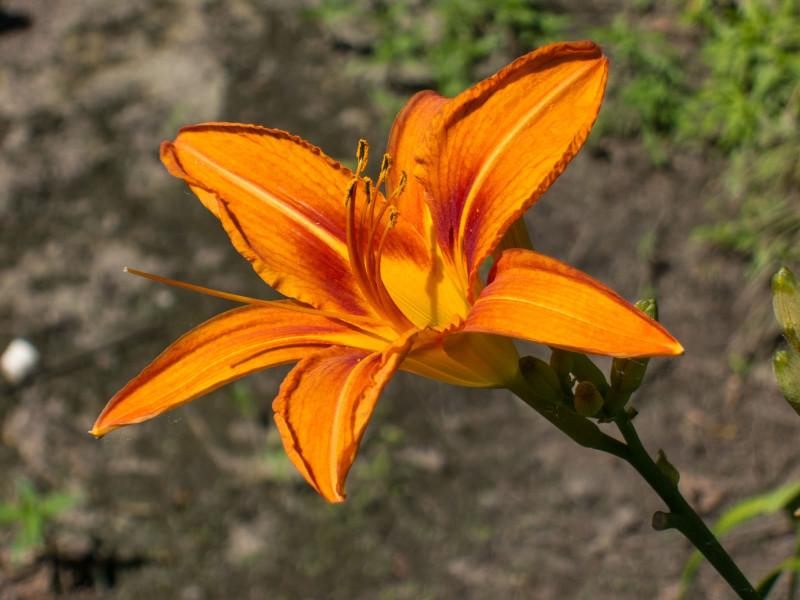Lindsborg Spring Flowers