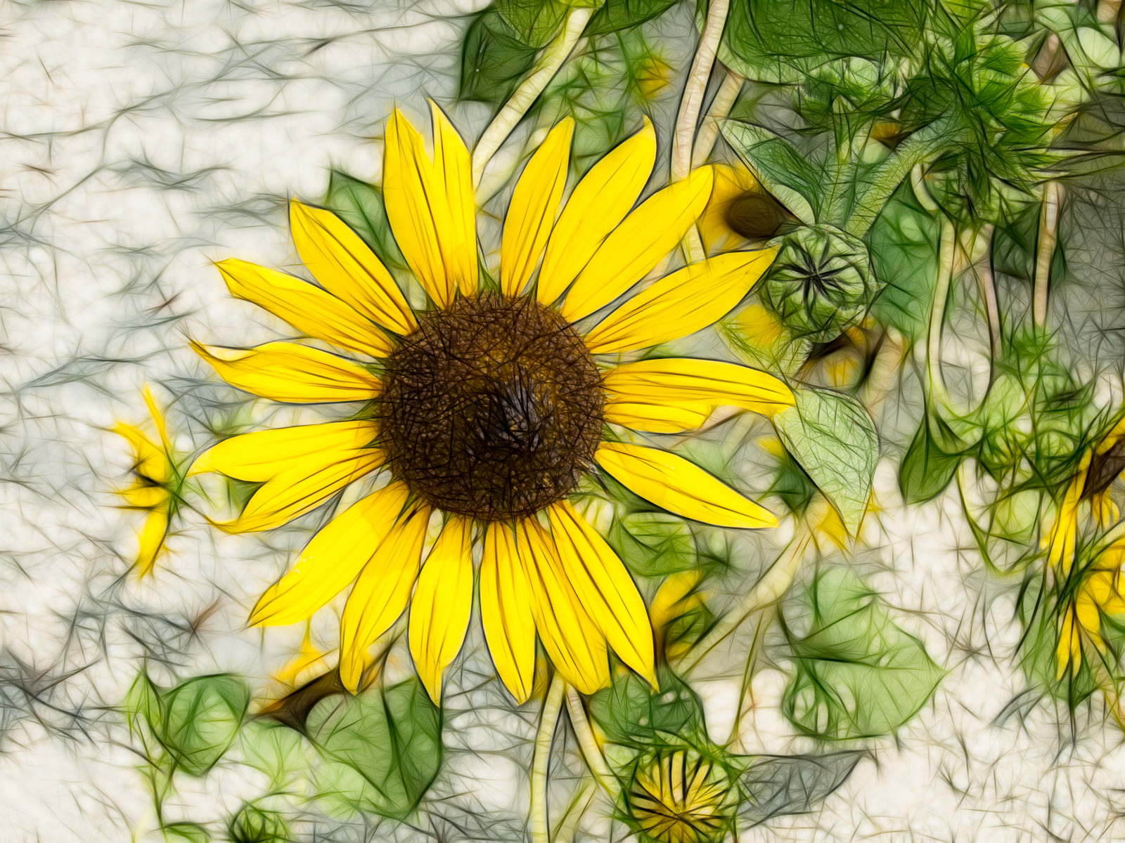 Sunflowers on the Meadowlark Trail