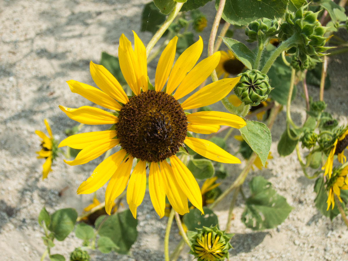Sunflowers on the Meadowlark Trail
