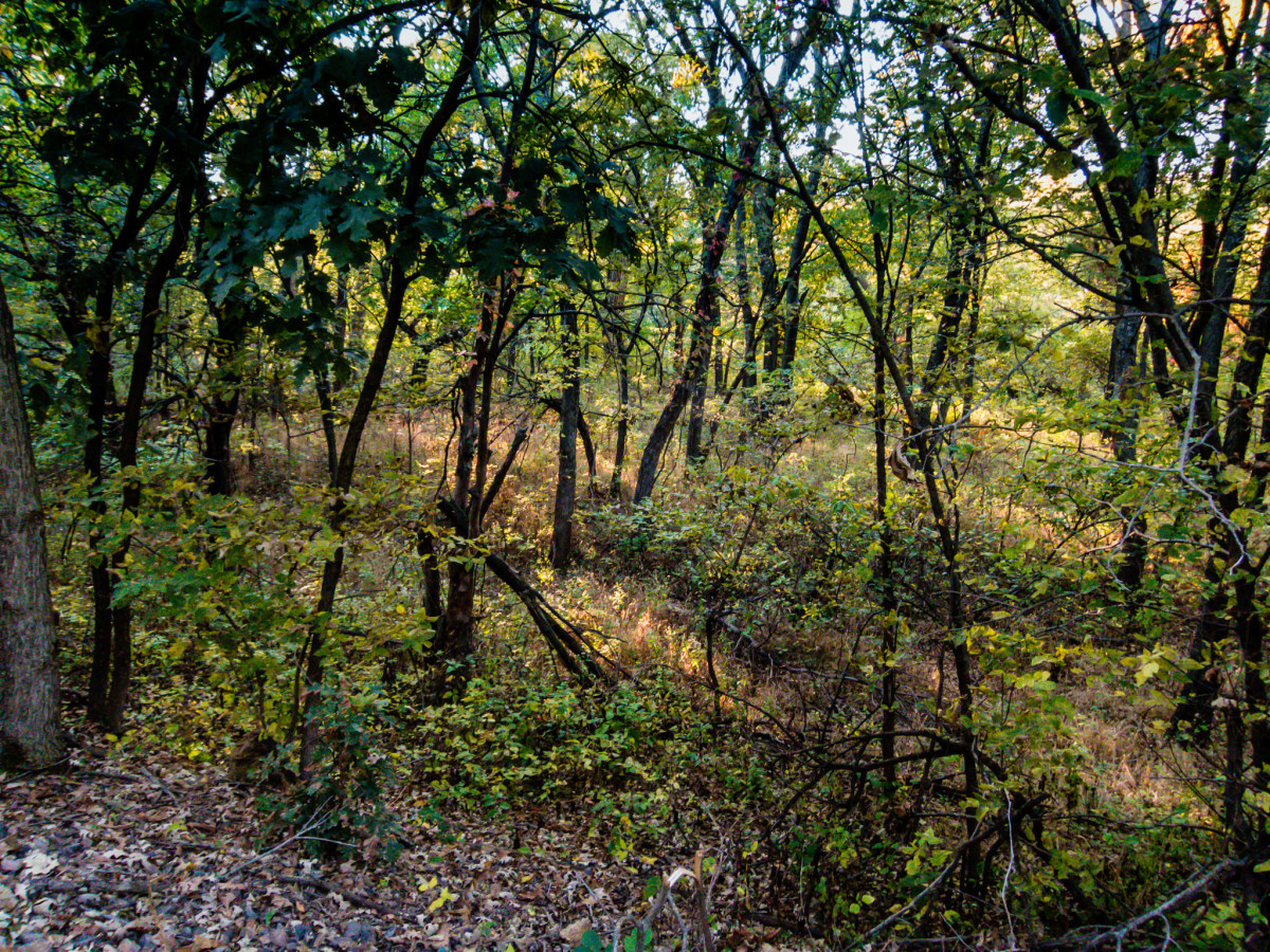 Scenes from a Bike