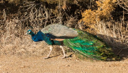 Colorful Peacock