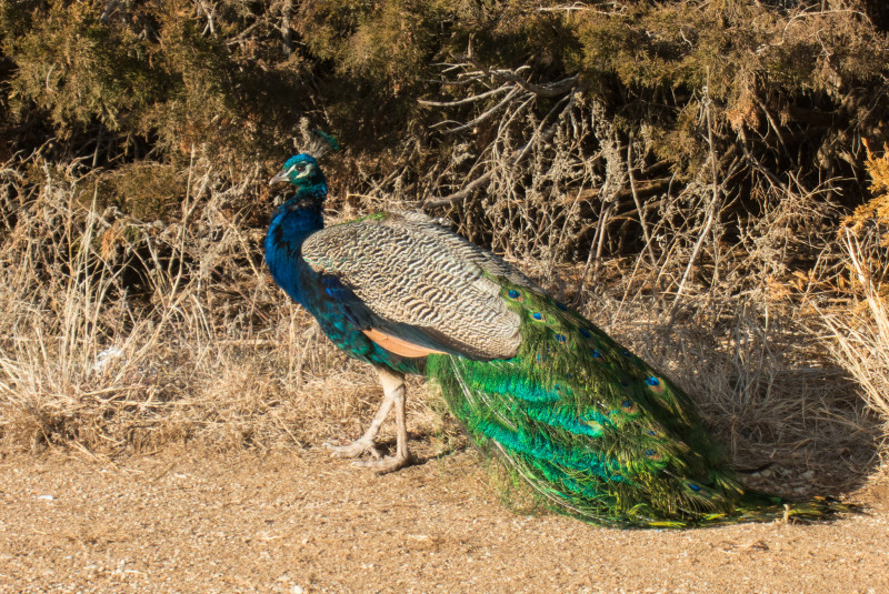 Colorful Peacock