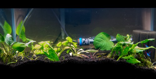 Planted Tank March 2016