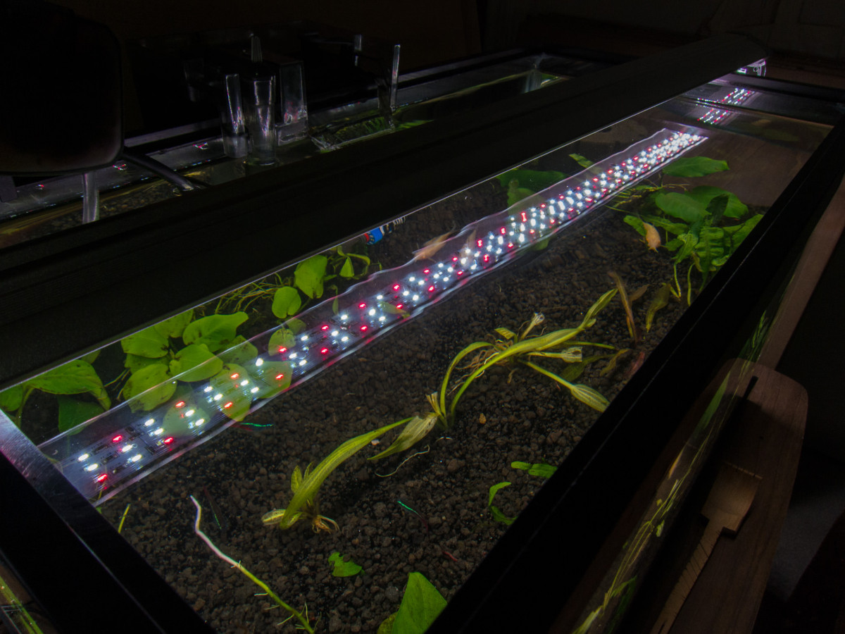 Planted Tank March 2016