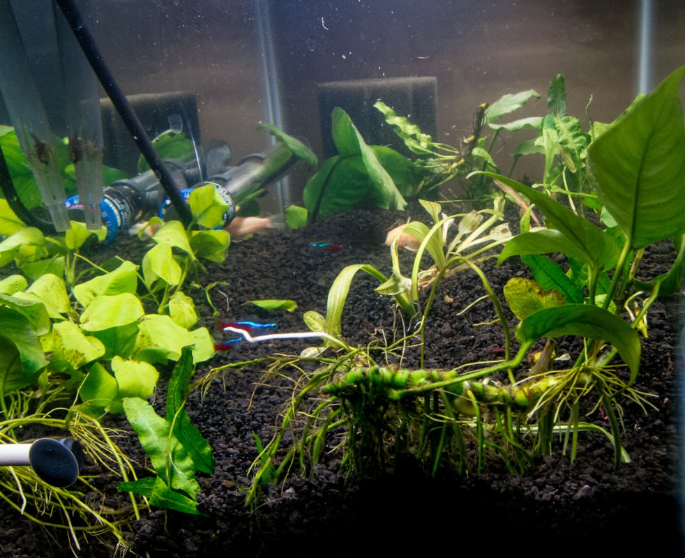 Planted Tank March 2016
