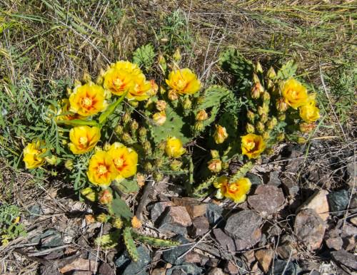Cactus Flowers on Meadowlark Trail