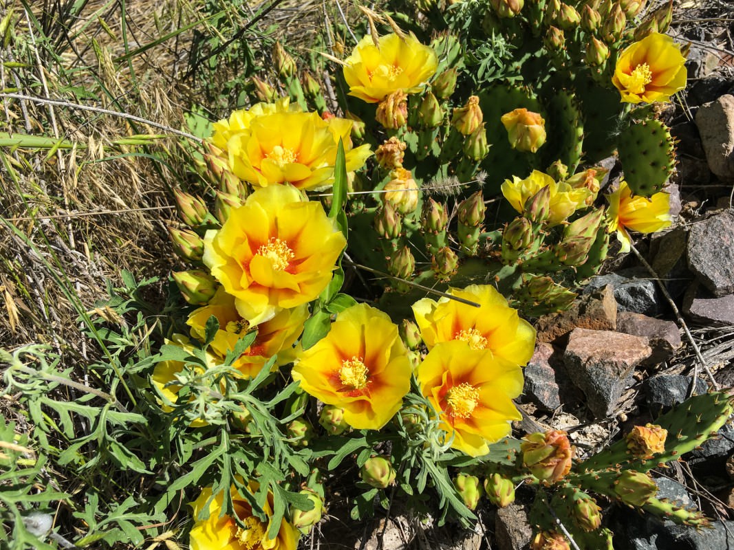 Cactus Flowers on Meadowlark Trail