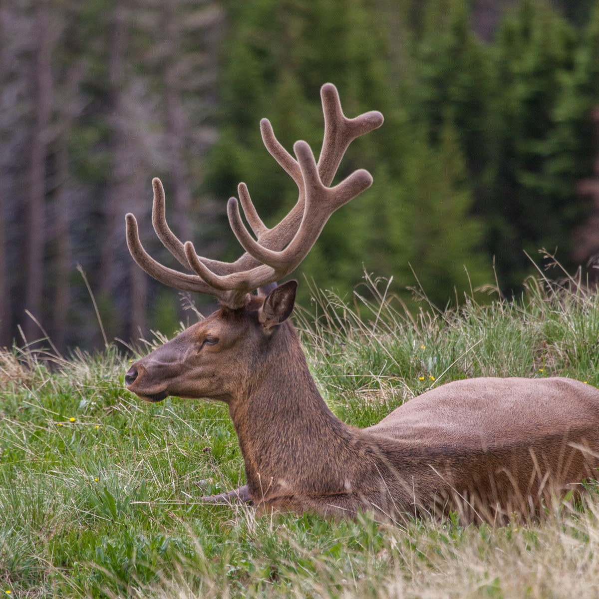 Elk on the Old Fall River Road