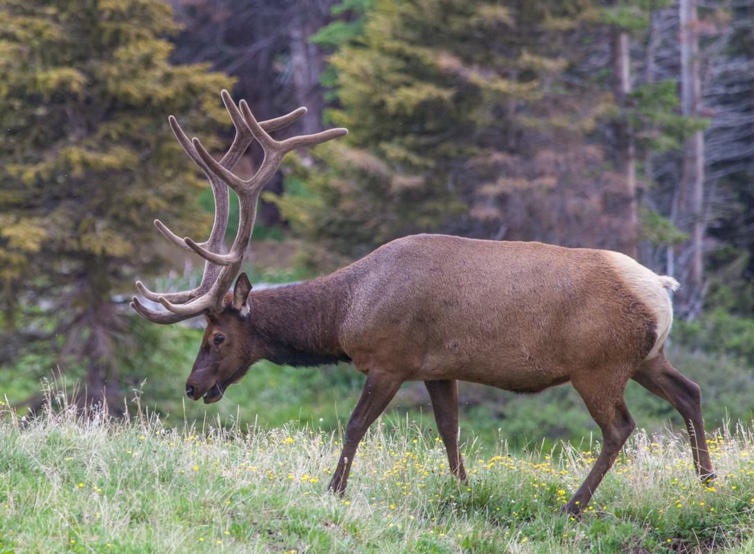 Elk on the Old Fall River Road