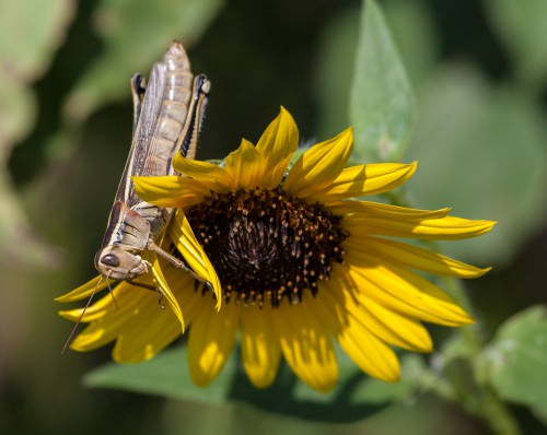 Grasshopper and Sunflower