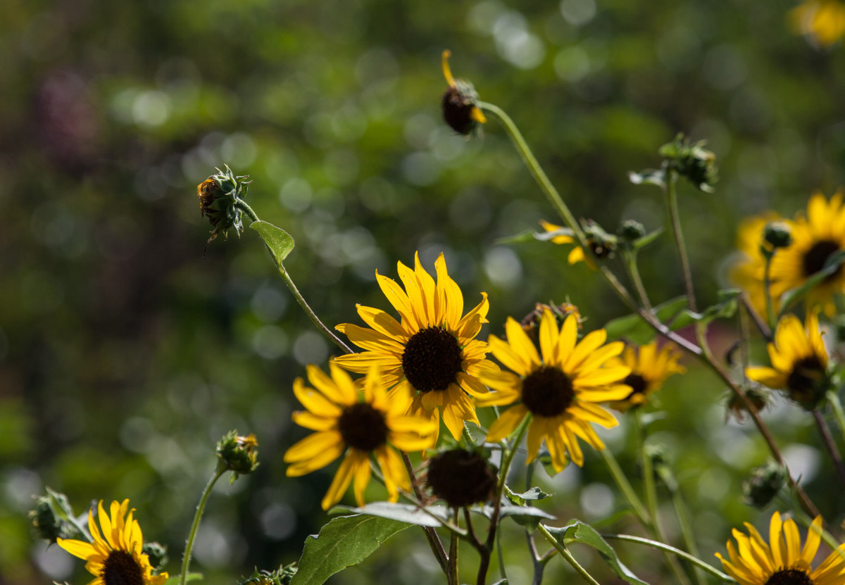 Backlit Sunflowers