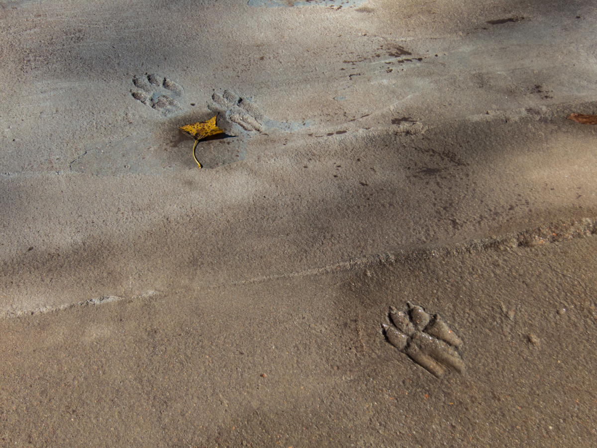 Quivira Rd Crossing, paw prints in cement
