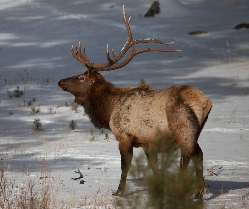 Estes Elk