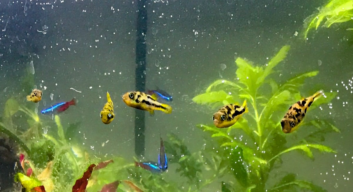 Freshwater Puffers (closeup)