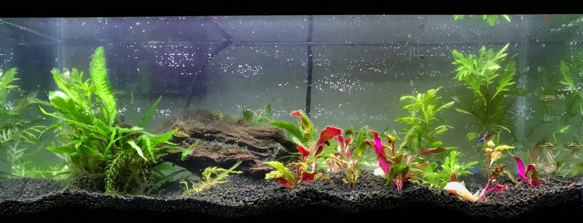 20 Gallon Planted Tank