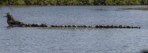 35 Turtles on a Log