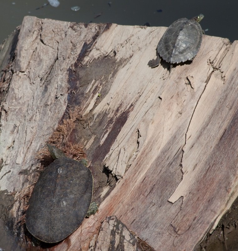 Two Kinds of Turtles