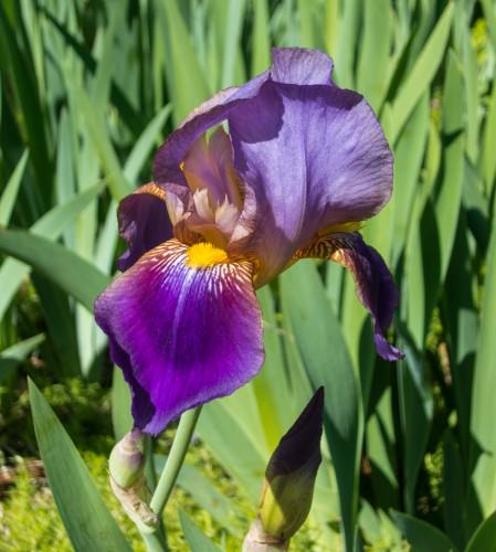 Purple Iris (red shade)