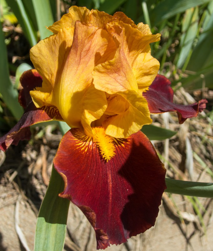Rust/Orange Iris