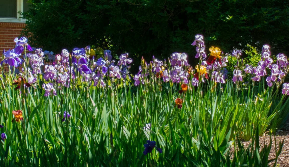 Beautiful Irises