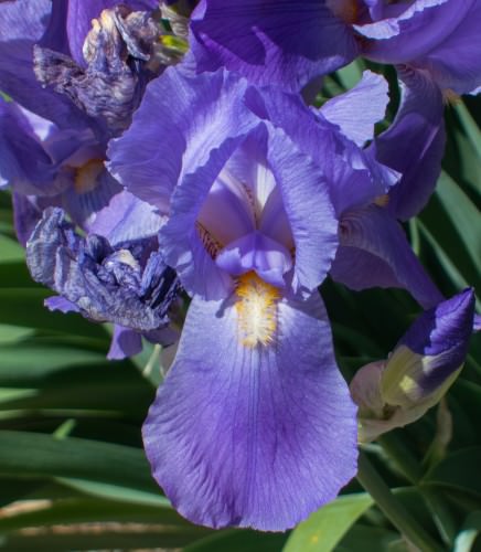 Purple Iris (blue shade)
