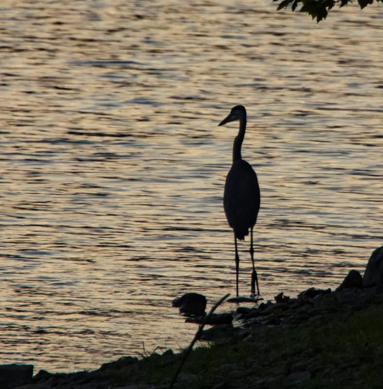 Clinton Lake Egret