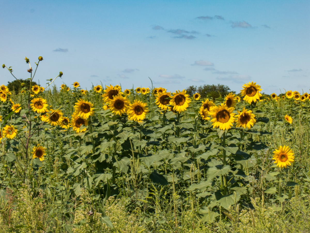 Sunflowers