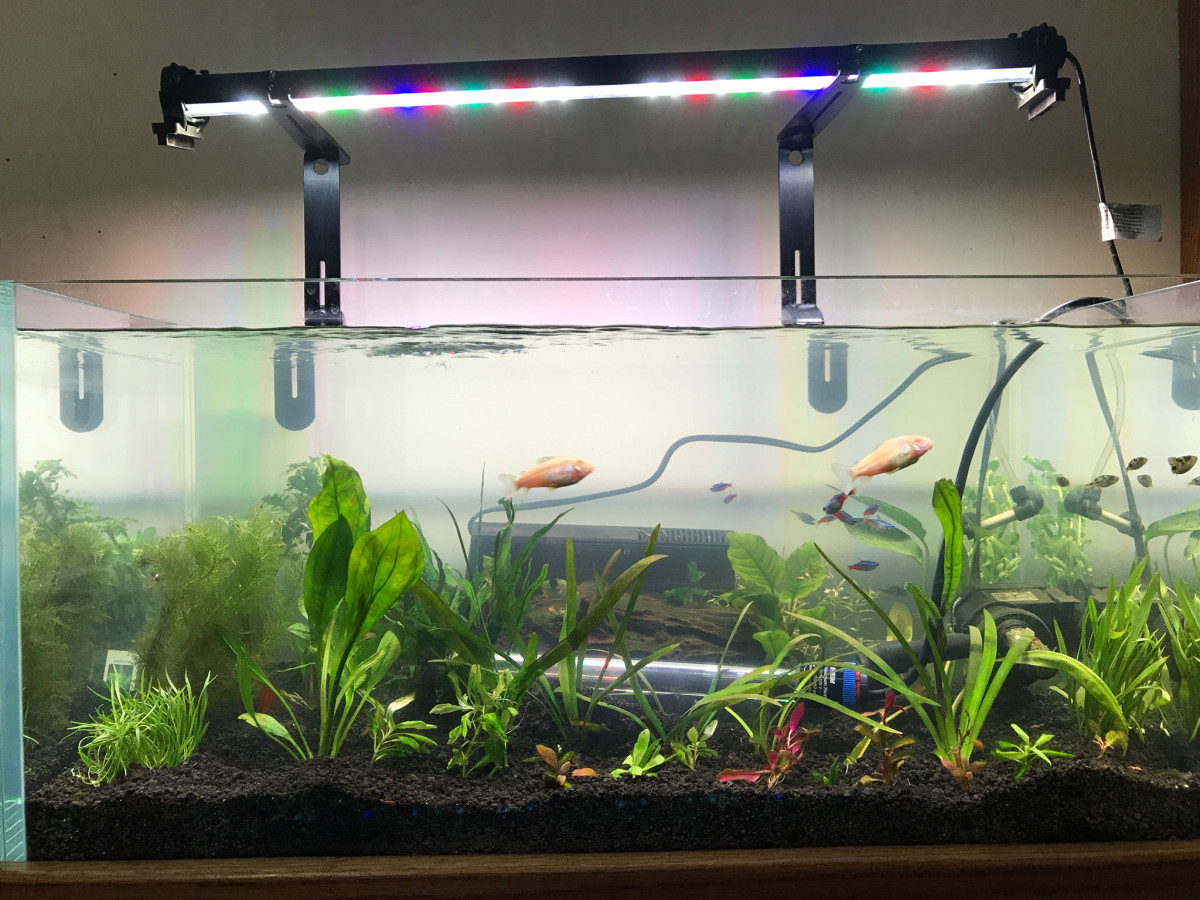 32 gallon planted tank