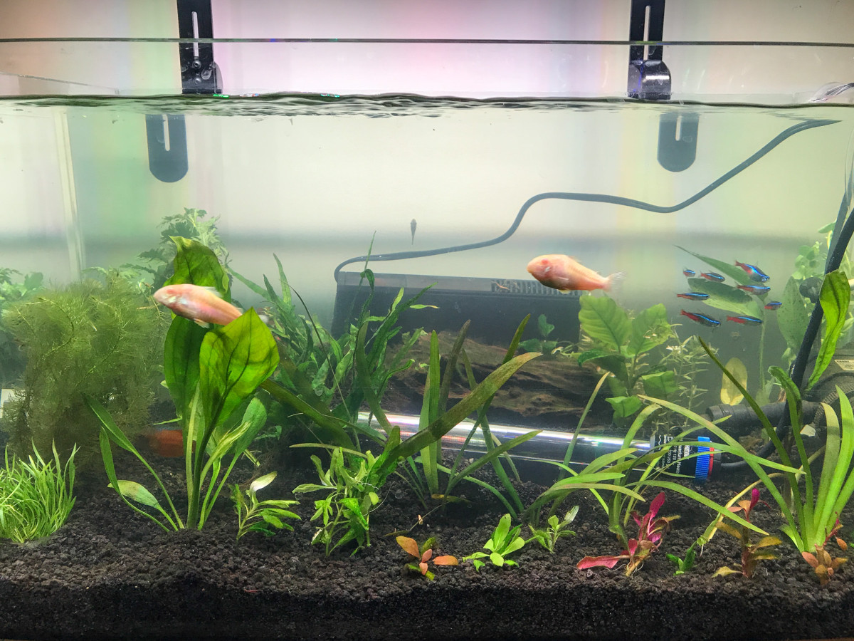 32 gallon planted tank
