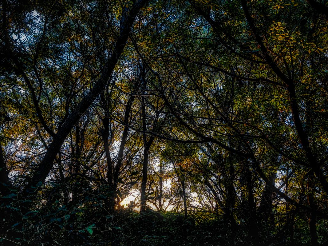 Backlit Trees