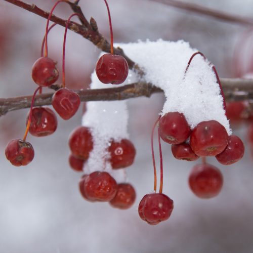 Berries in Snow