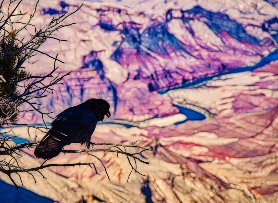 Grand Canyon Crow