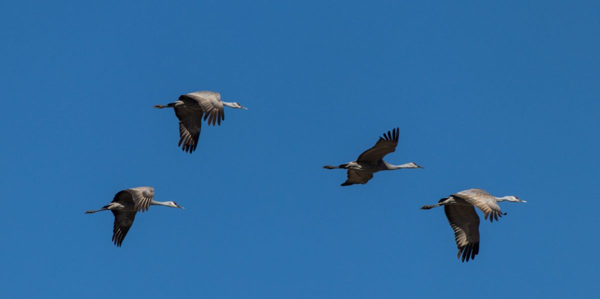 Sandhill Cranes in Flight