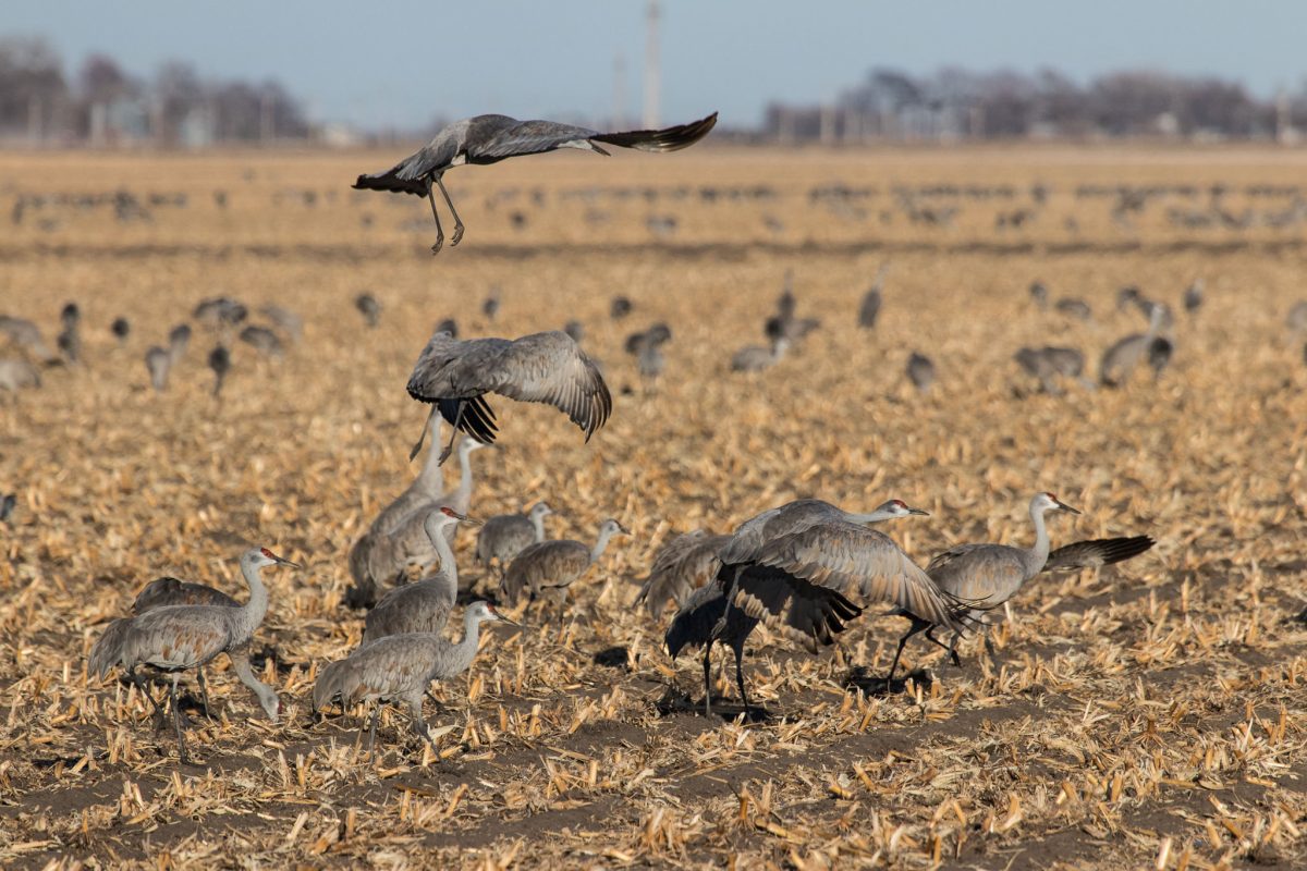 Sandhill Cranes in a field