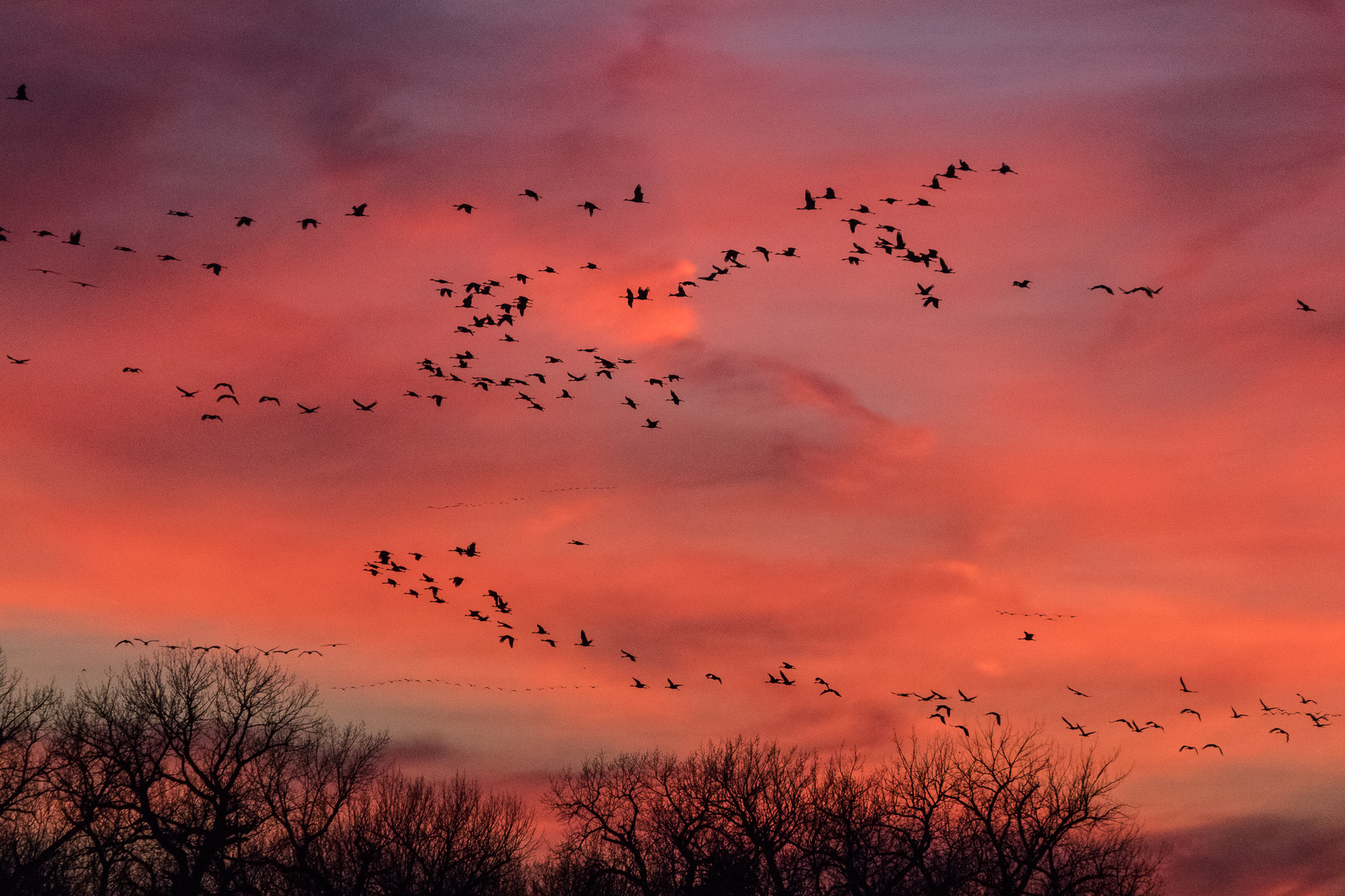 Sandhill Cranes at sunset