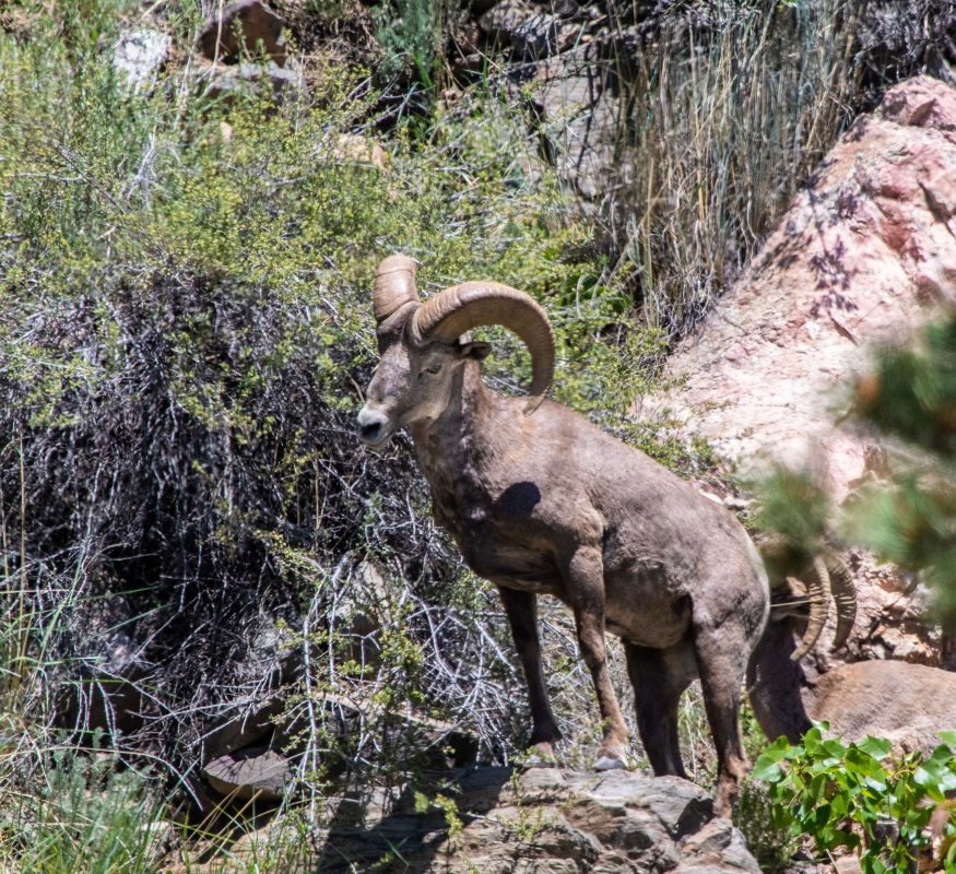 June - Rocky Mountain Goat