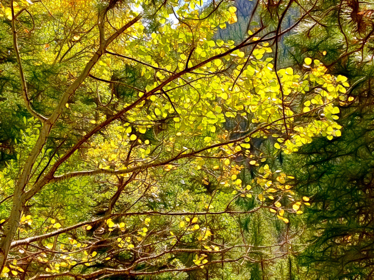 Old Fall River Road