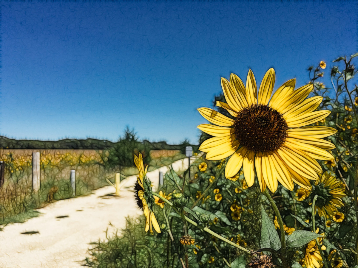 Fractalized Sunflower -- 2016